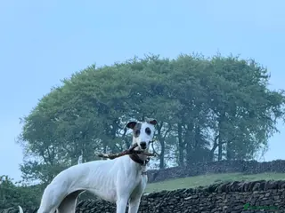 Whippet dogs KC registered whippet dog puppy. - Advert 8