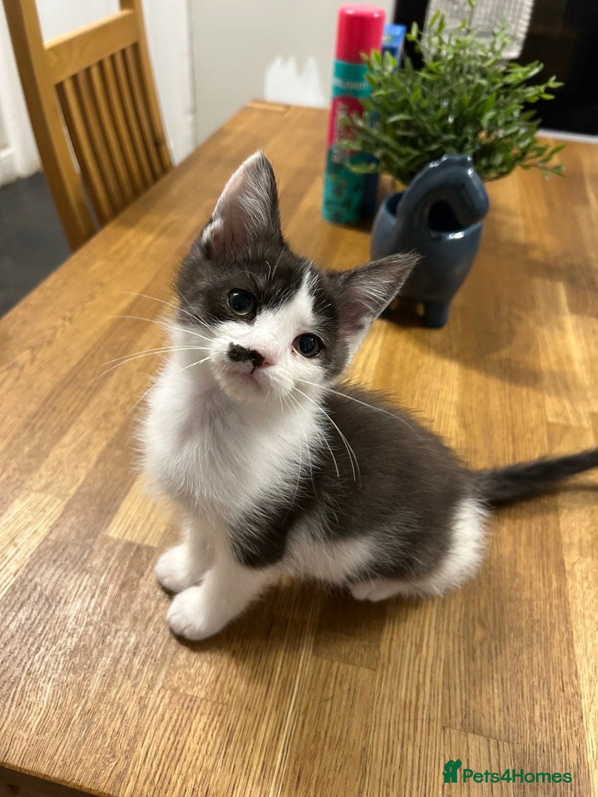 Mixed Breed cats MAINE COON CROSS KITTENS  - Advert 2