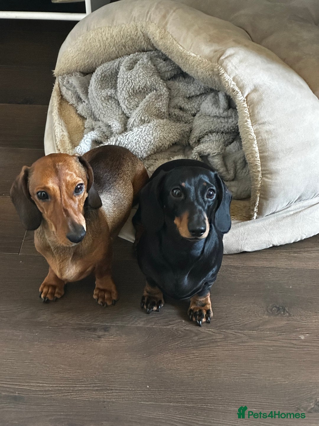 Miniature Dachshund dogs for sale: Miniature daschunds  - Image 15