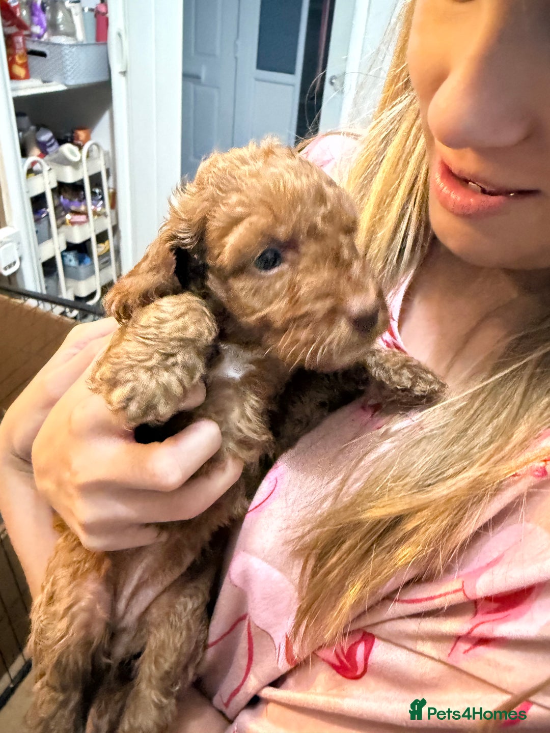 Cockapoo dogs for sale: Beautiful F2 Cockapoo Puppies - Image 4