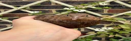 Quail poultry for sale: Scarlet / Red range Coturnix quail  - Advert 4