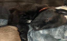 Mixed Breed dogs for sale: Gsd x Mali x Staffy - Image 6