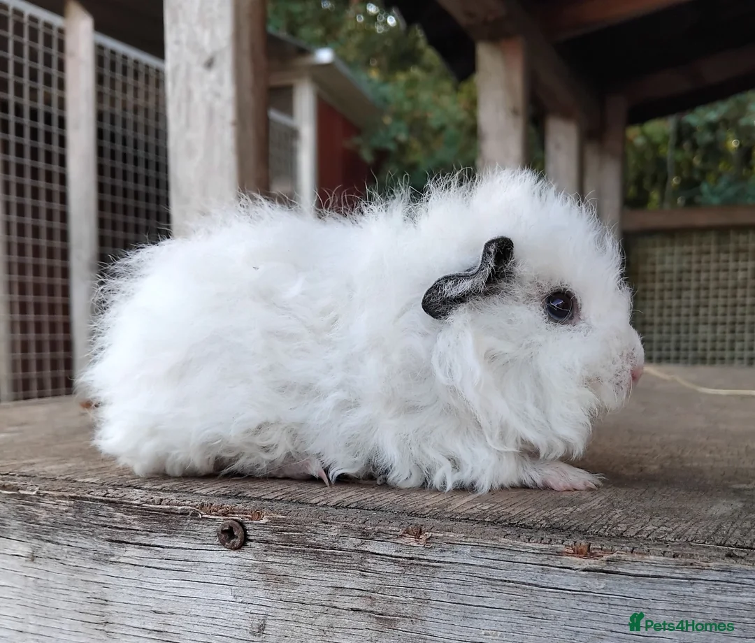 Guinea Pig rodents for sale: Swiss, Dalmation, Chocolate & Tort/White baby Sows - Advert 10