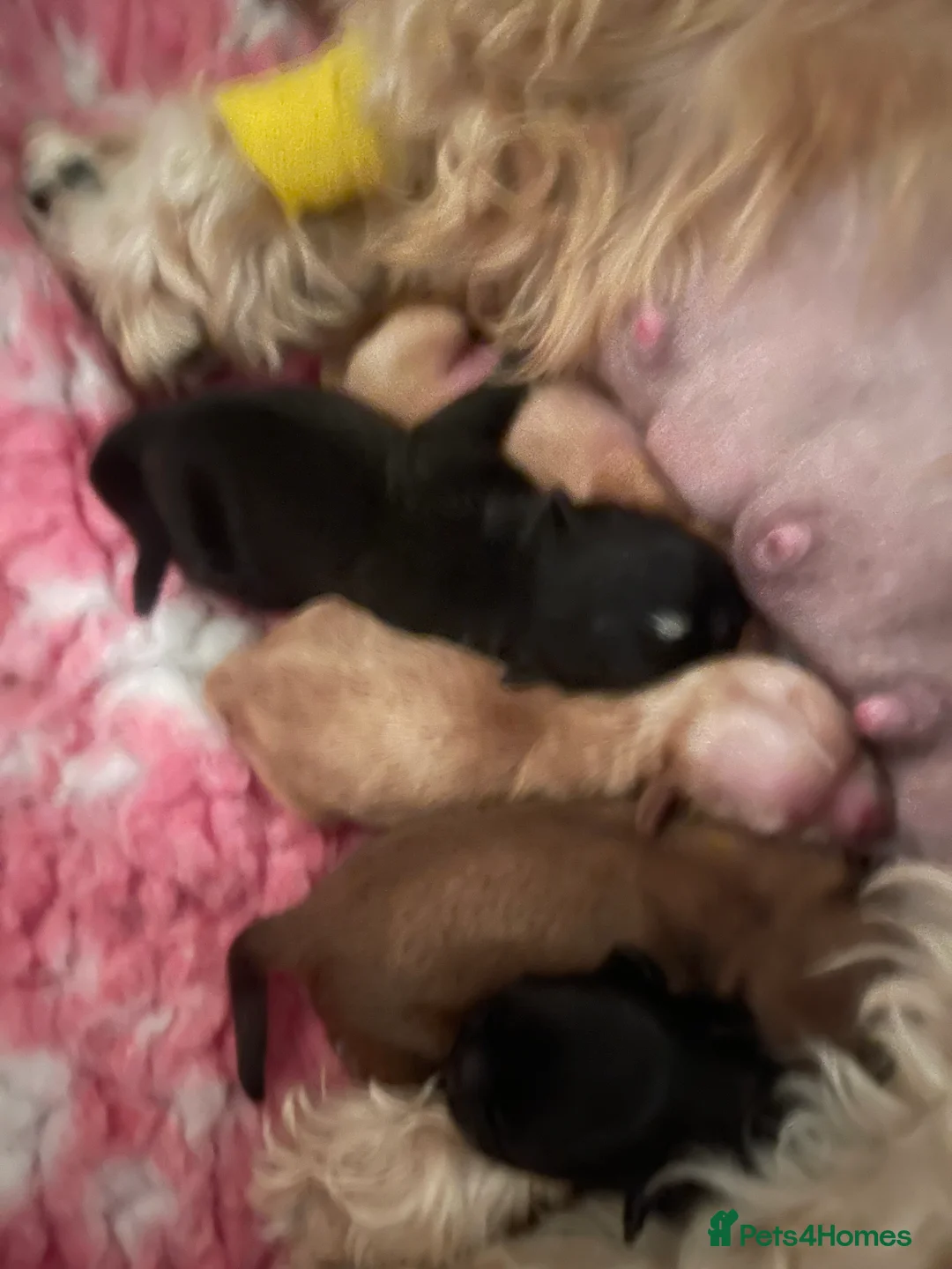 Shih Tzu dogs for stud: stunning chocolate stud boy  in Saint Helens - Advert 12