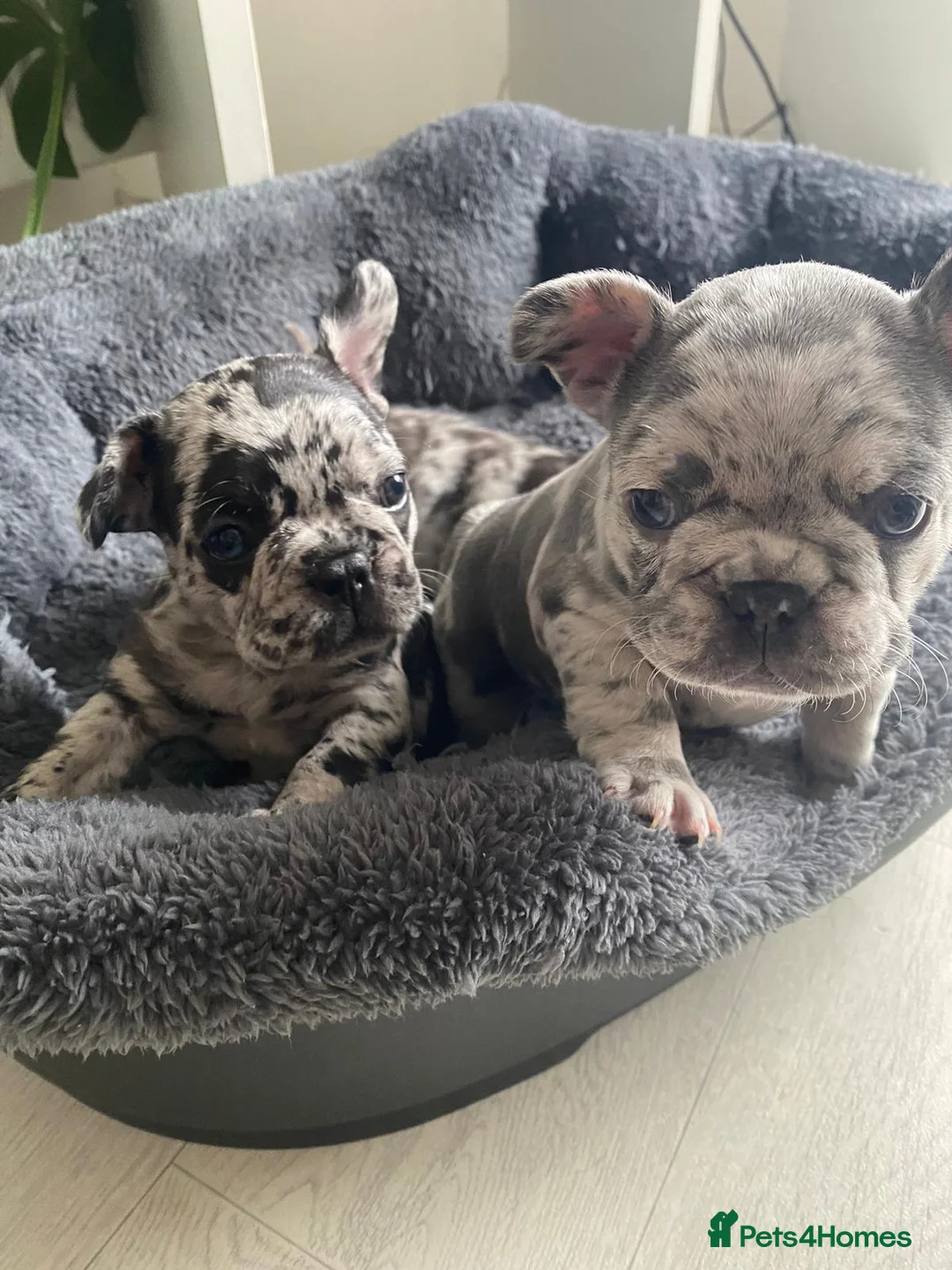 French Bulldog dogs for stud: ** RogueRoyales Zeus ** Fully Suited Lilac Merle  in Wolverhampton - Advert 31