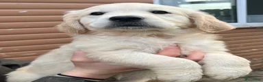 Golden Retriever 1