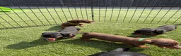 Dachshund dogs for sale: Dachshund  - Advert 5