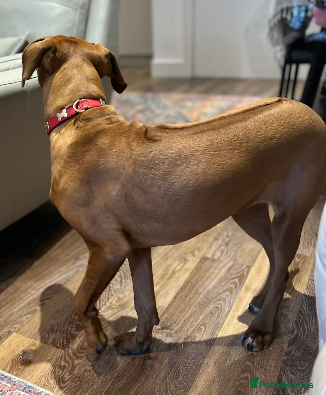 Rhodesian Ridgeback dogs for sale: Beautiful , healthy female Rhodesian Ridgeback  in London - Advert 2