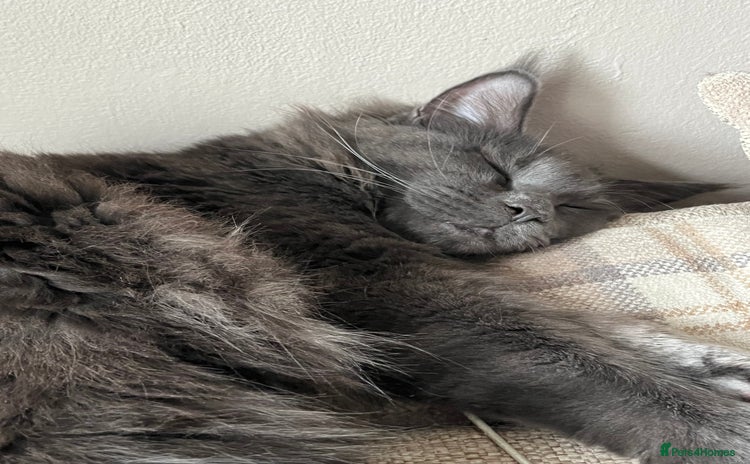 Maine Coon cats - Advert 25