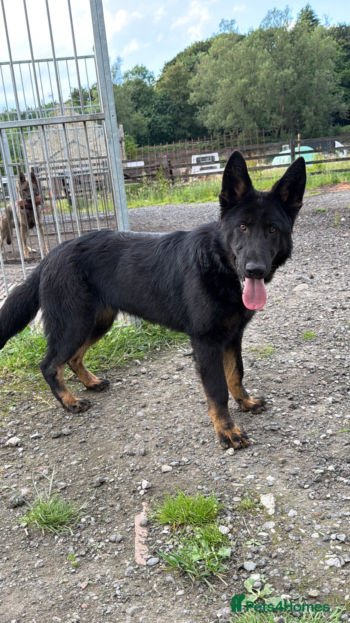 German Shepherd dogs Pick of Litter Bi-Colour KC Reg German Shepherd - Advert 2