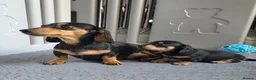 Miniature Dachshund dogs for sale: 🐾✨ GORGEOUS MINIATURE KC DACHSHUND PUPPIES ✨🐾 - Advert 5