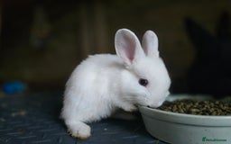 Mini Lop rabbits for sale: Mini Rex x Mini Lop - Image 8