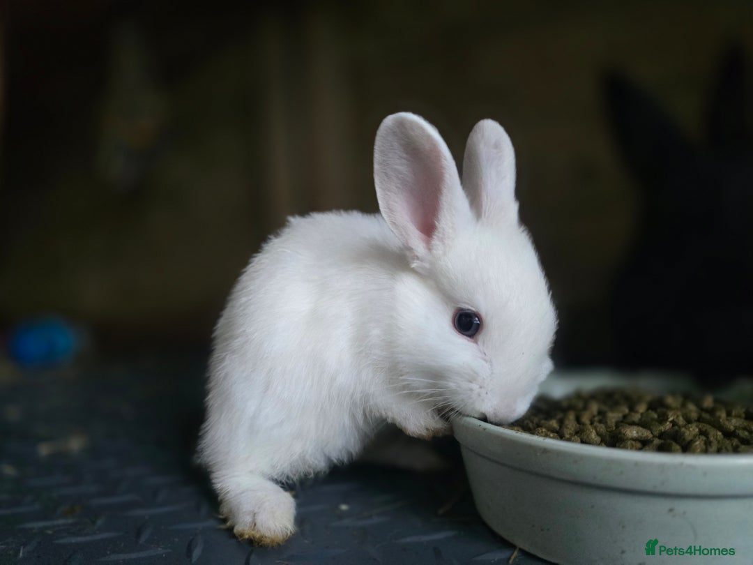 Mini Lop rabbits for sale: Mini Rex x Mini Lop - Image 8