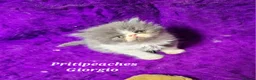 Persian cats for sale: Gccf Registered Persian Kittens  - Advert 3