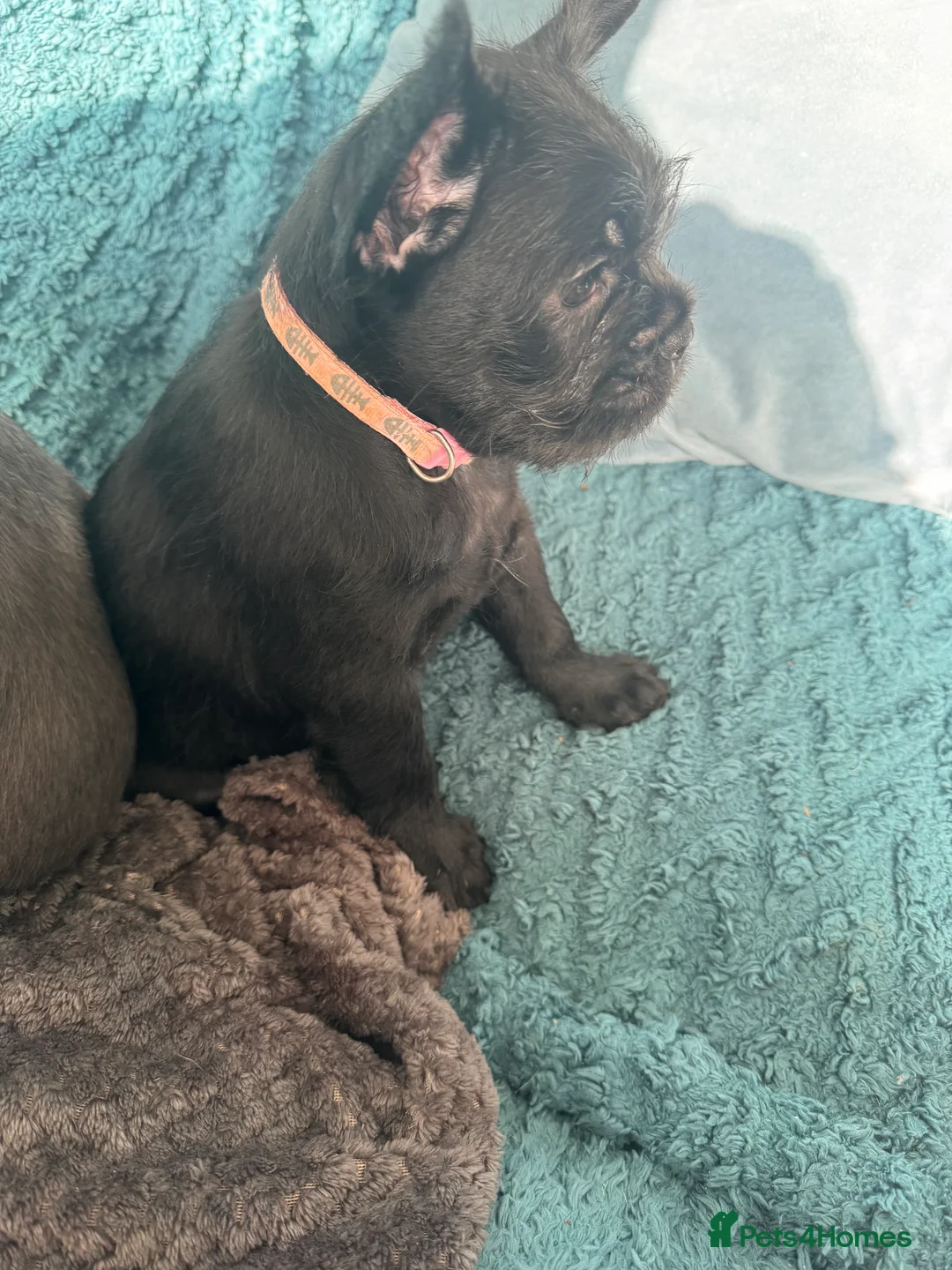 Mixed Breed dogs for sale: French bulldogs  in Sheffield - Advert 7