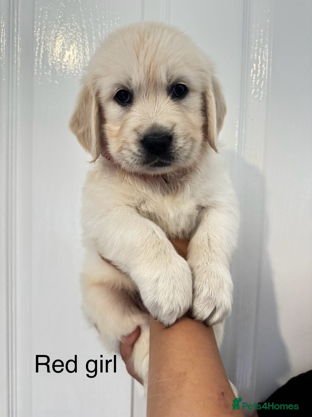 Golden Retriever dogs for sale: Stunning champion blood golden retriever  - Image 9