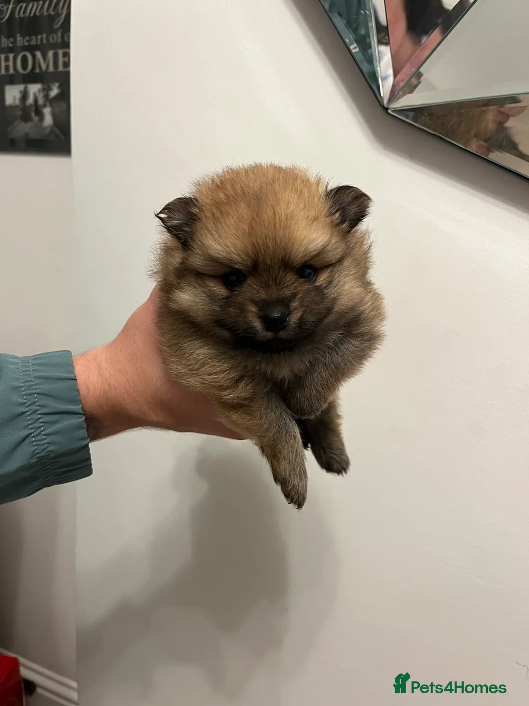 Pomeranian dogs for sale: Adorable Pomeranian Puppies👀🏡 🐾 - Advert 25