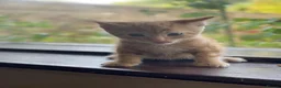 Mixed Breed cats for sale: 🐾 Adorable ginger kittens for sale, Chester 🐾  - Advert 19