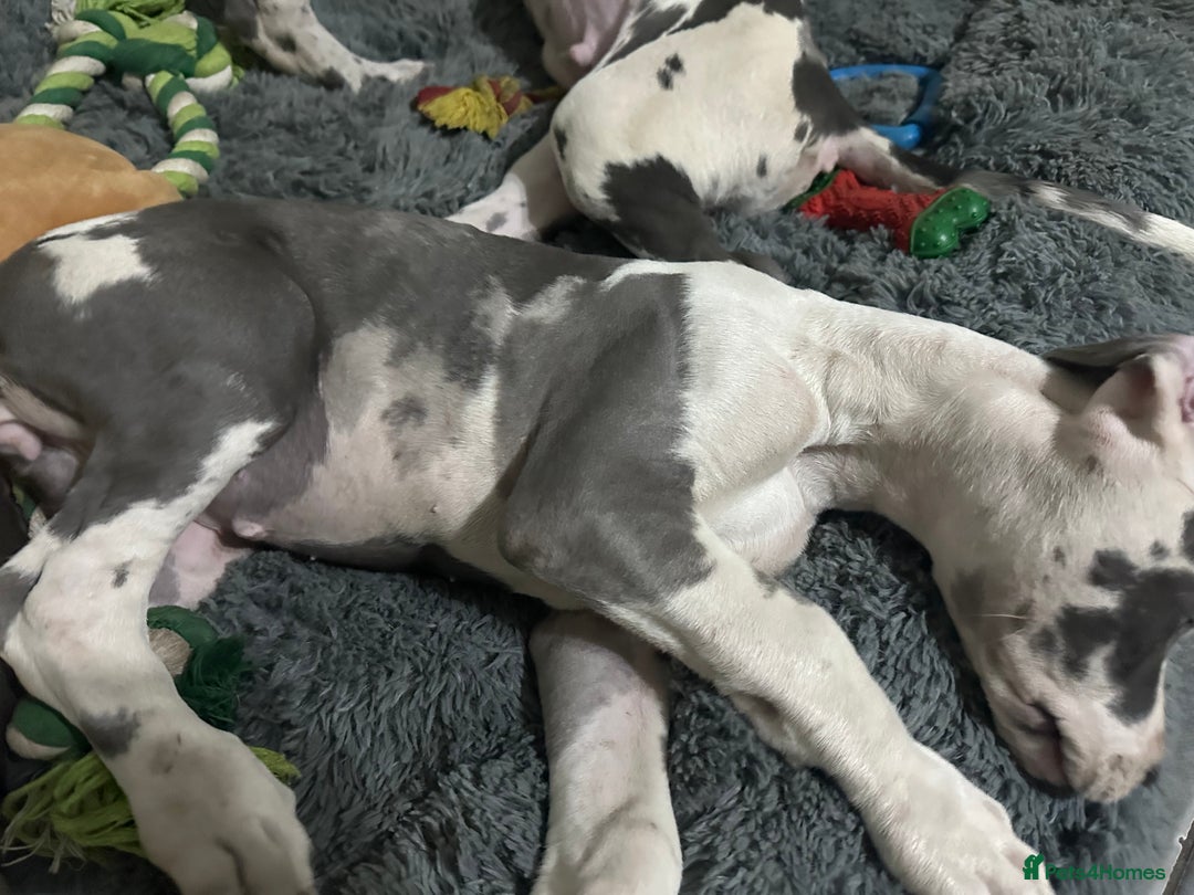Great Dane dogs for sale: Reduced***** KC registered blue Great Dane puppies - Advert 20