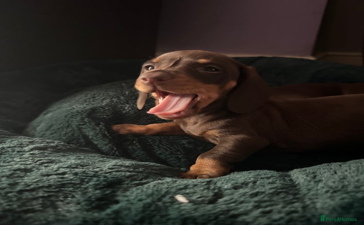 Miniature Dachshund dogs - Advert 2