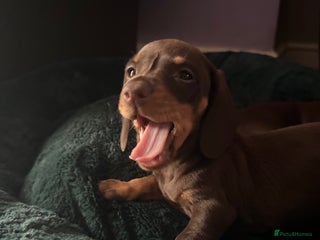 Miniature Dachshund dogs - Advert 2