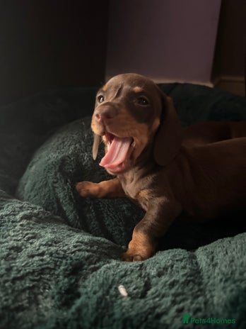 Miniature Dachshund dogs - Advert 1