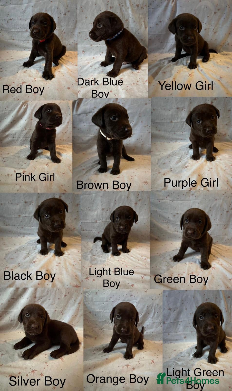 Labrador Retriever dogs Beautiful KC Chocolate Labrador Retriever puppies - Advert 14