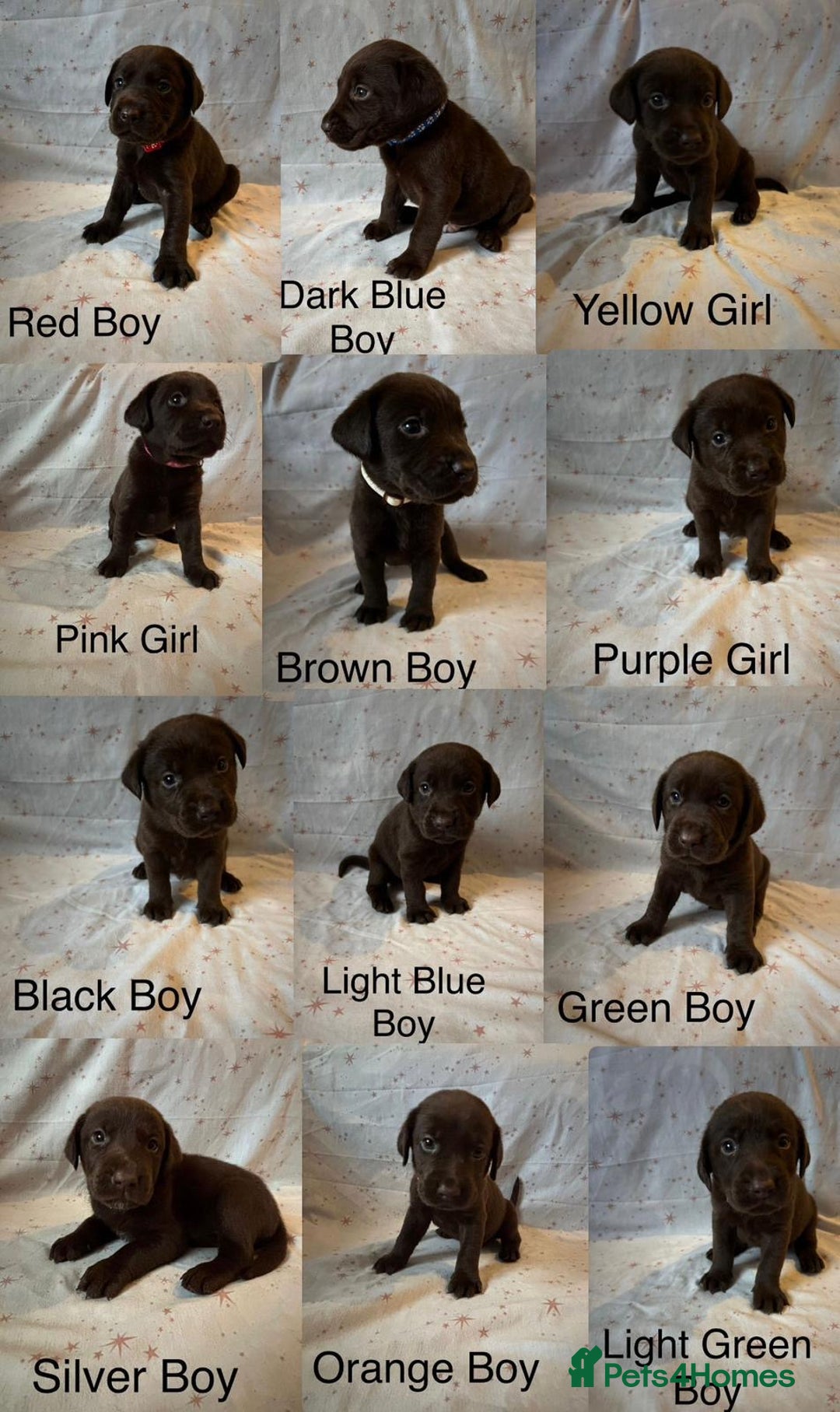 Labrador Retriever dogs for sale: Beautiful KC Chocolate Labrador Retriever puppies - Advert 1