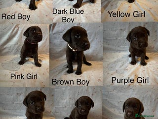 Labrador Retriever dogs Beautiful KC Chocolate Labrador Retriever puppies - Advert 13