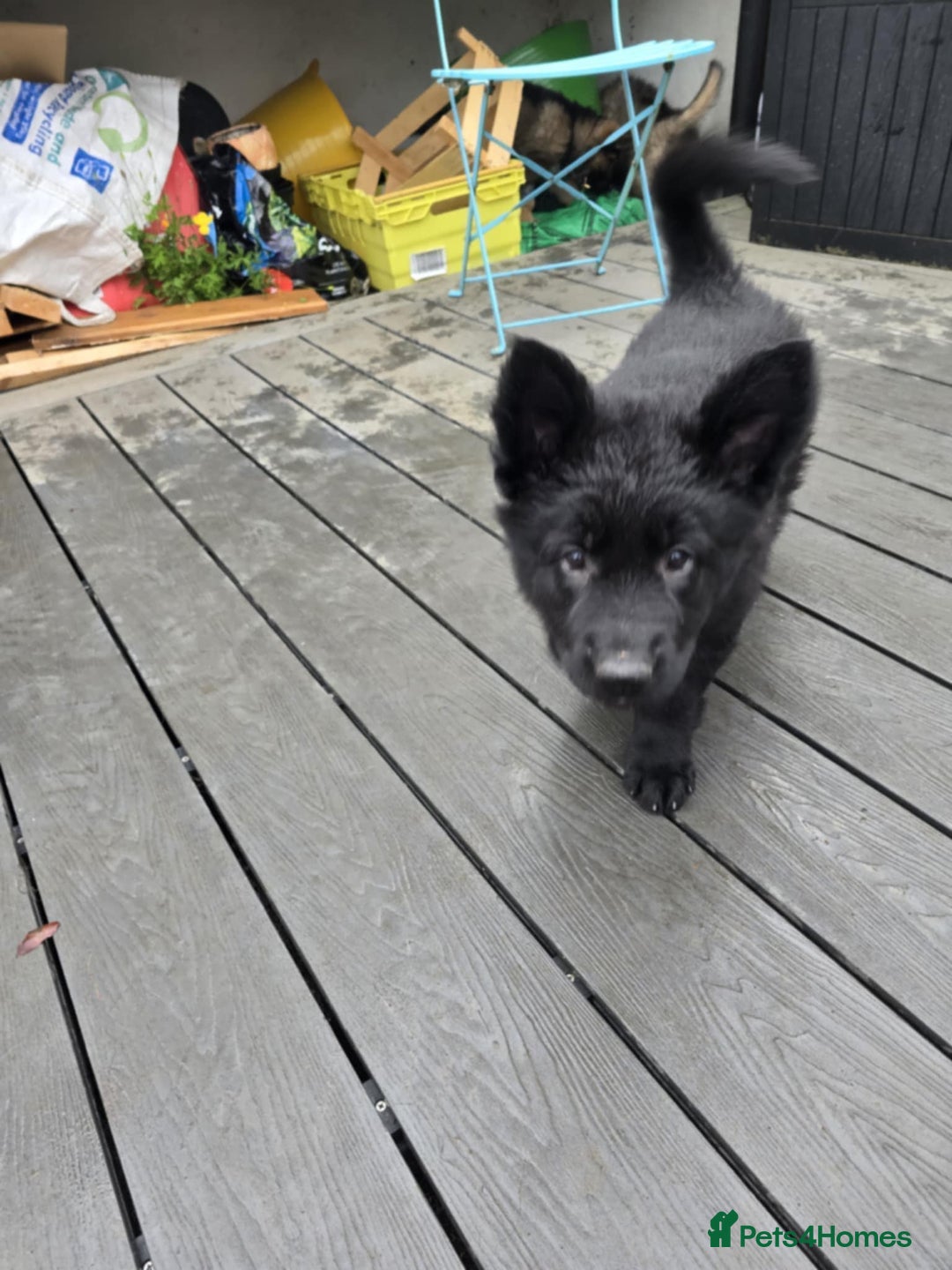 German Shepherd dogs for sale: German Shepherd Puppies  - Image 7