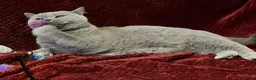 British Shorthair cats for sale: 🏆 Beautiful GCCF BSH Grace Retired Queen (Blue)🐈 - Advert 14