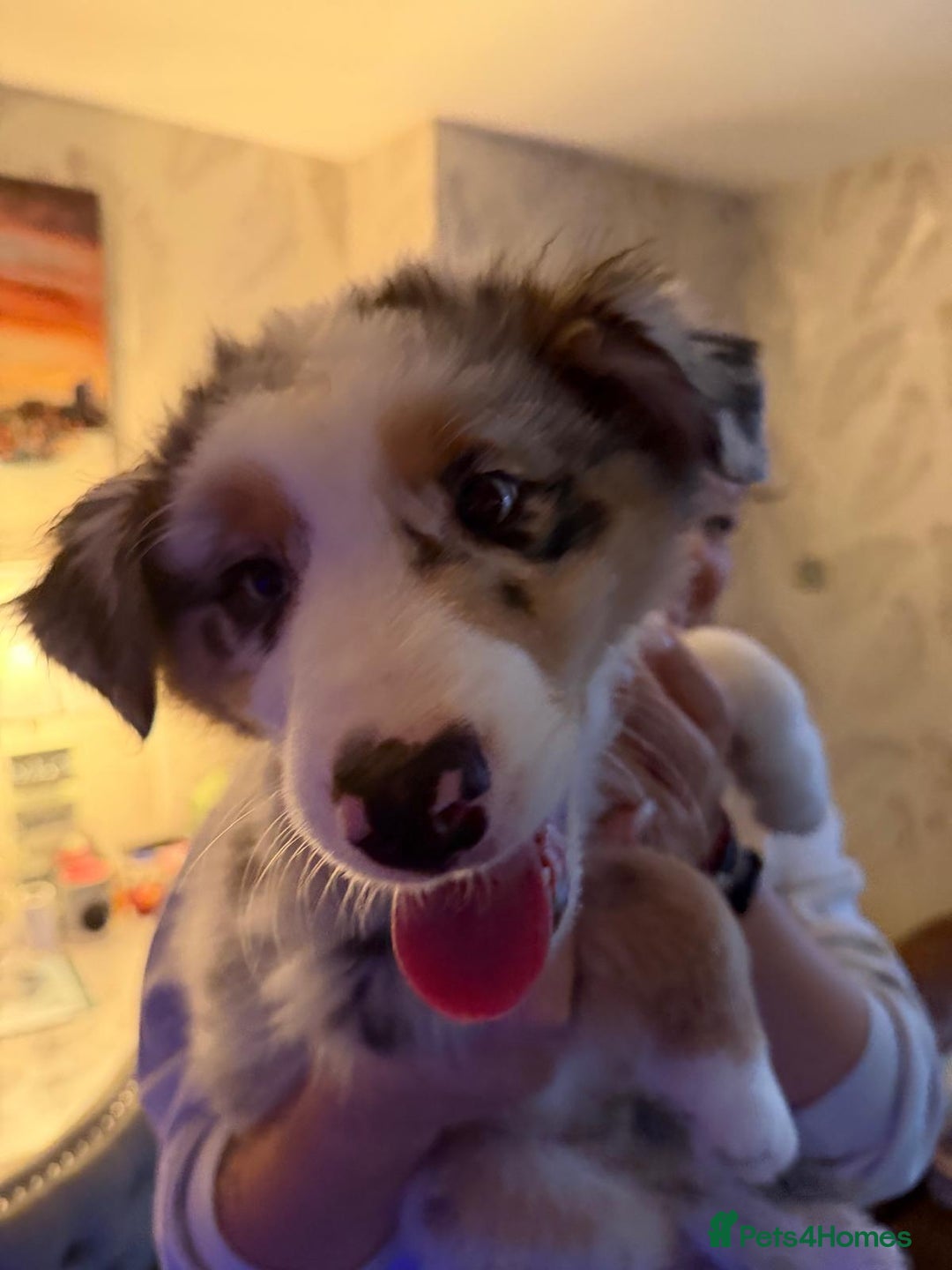 Australian Shepherd dogs for sale: Sweet boy  Australian Shepherd KC registration🥰 - Advert 11