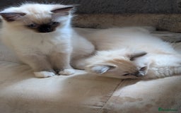 Ragdoll cats for sale: Kitty Ragdoll  - Image 12