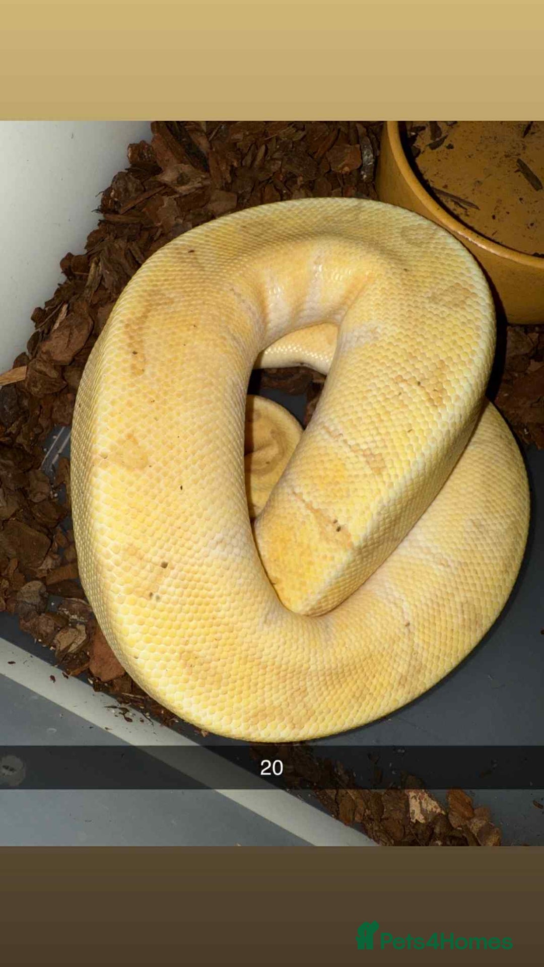 Snake reptiles for sale: Royal Python / Boa  - Image 20