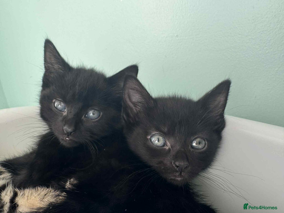 Mixed Breed cats for sale: 3 Black Male and 3 Black Female  - Image 15