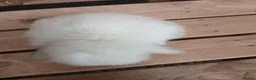 Mini Lop rabbits for sale: Purebred mini lop babies - Advert 7