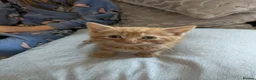 Mixed Breed cats for sale: Beautiful Kittens in Brierley Hill - Advert 10