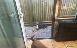 Mixed Breed dogs for sale: Jack Russell x cocker spaniel  - Image 3