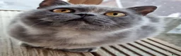 British Shorthair cats for sale: British Shorthair blue/cream girl.  - Advert 3