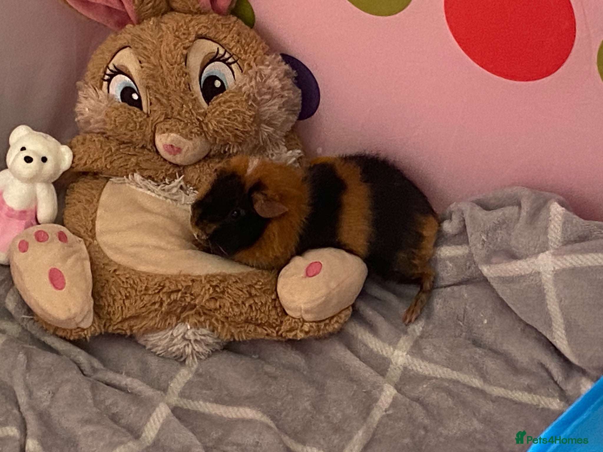 Guinea Pig rodents Lovely 7 month old male guinea pig, very friendly  - Advert 3