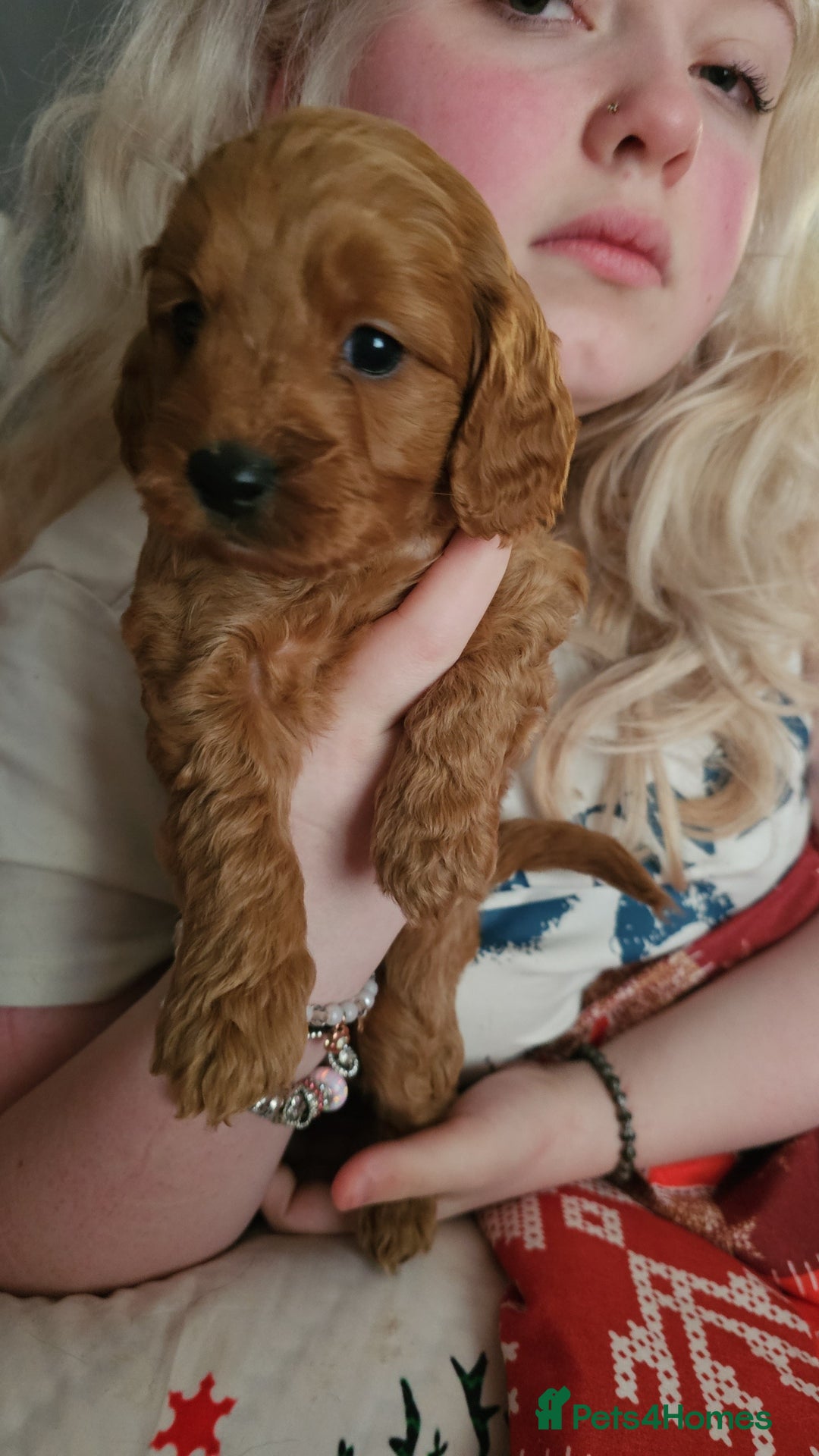 Cavapoo dogs for sale: Dashing Cavapoo Puppies  - Advert 27