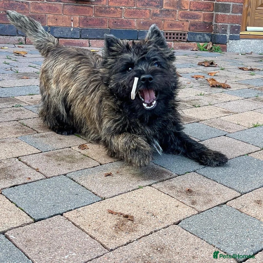 Cairn Terrier dogs for stud: Quality Health Tested & proven stud - Advert 5