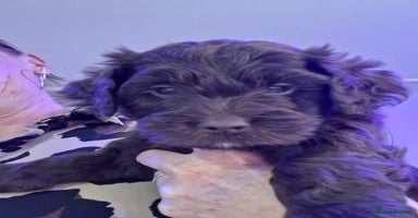 Mixed Breed dogs - Advert 5