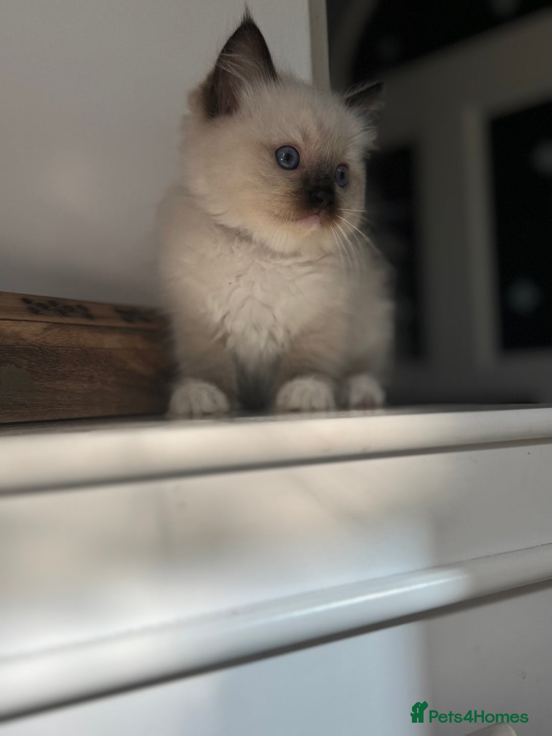 Ragdoll cats for sale: Fluffy pure Ragdoll boys looking for 5 star home  - Image 12