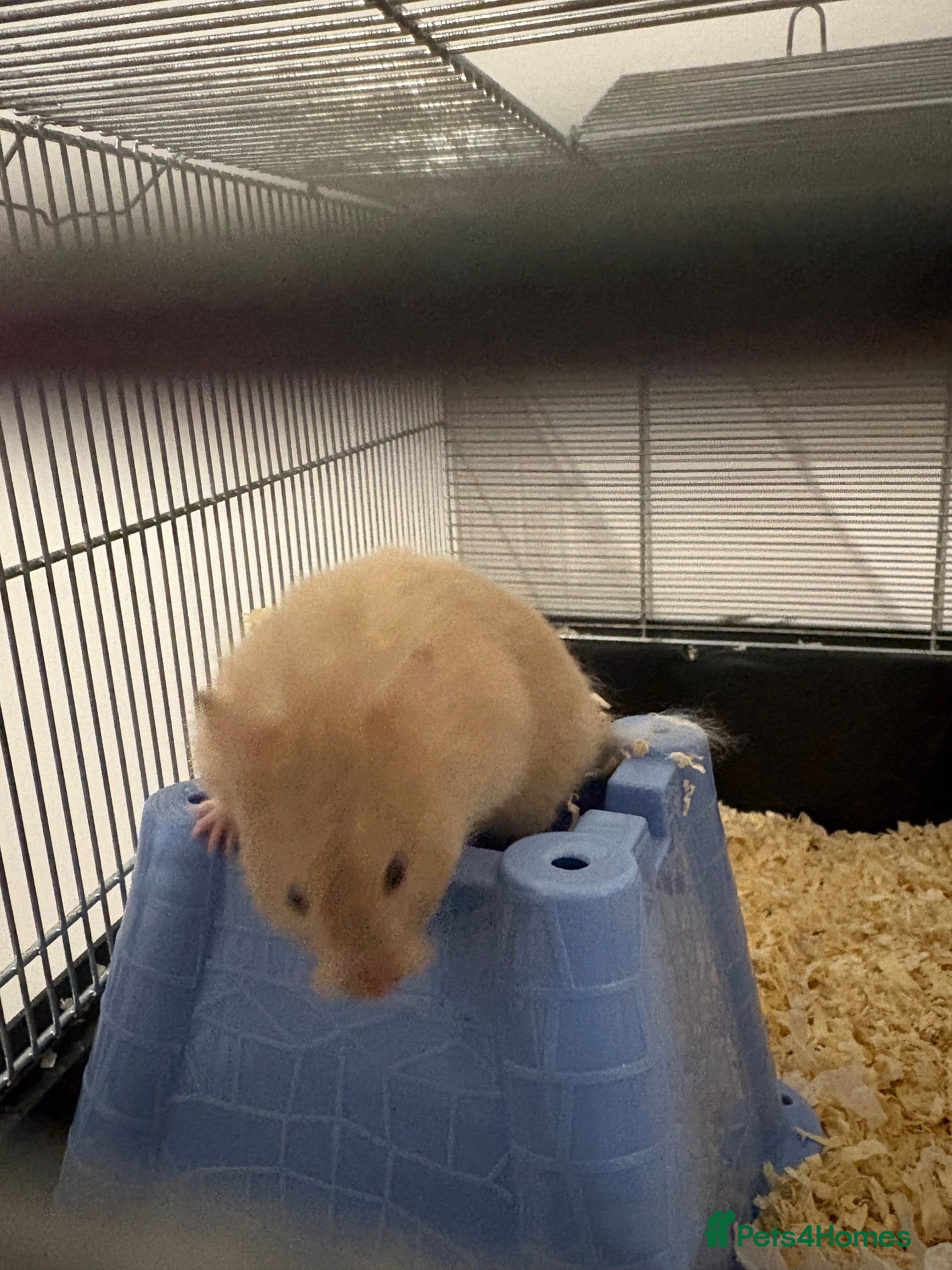 Hamster rodents Young hamster and supplies - Advert 1
