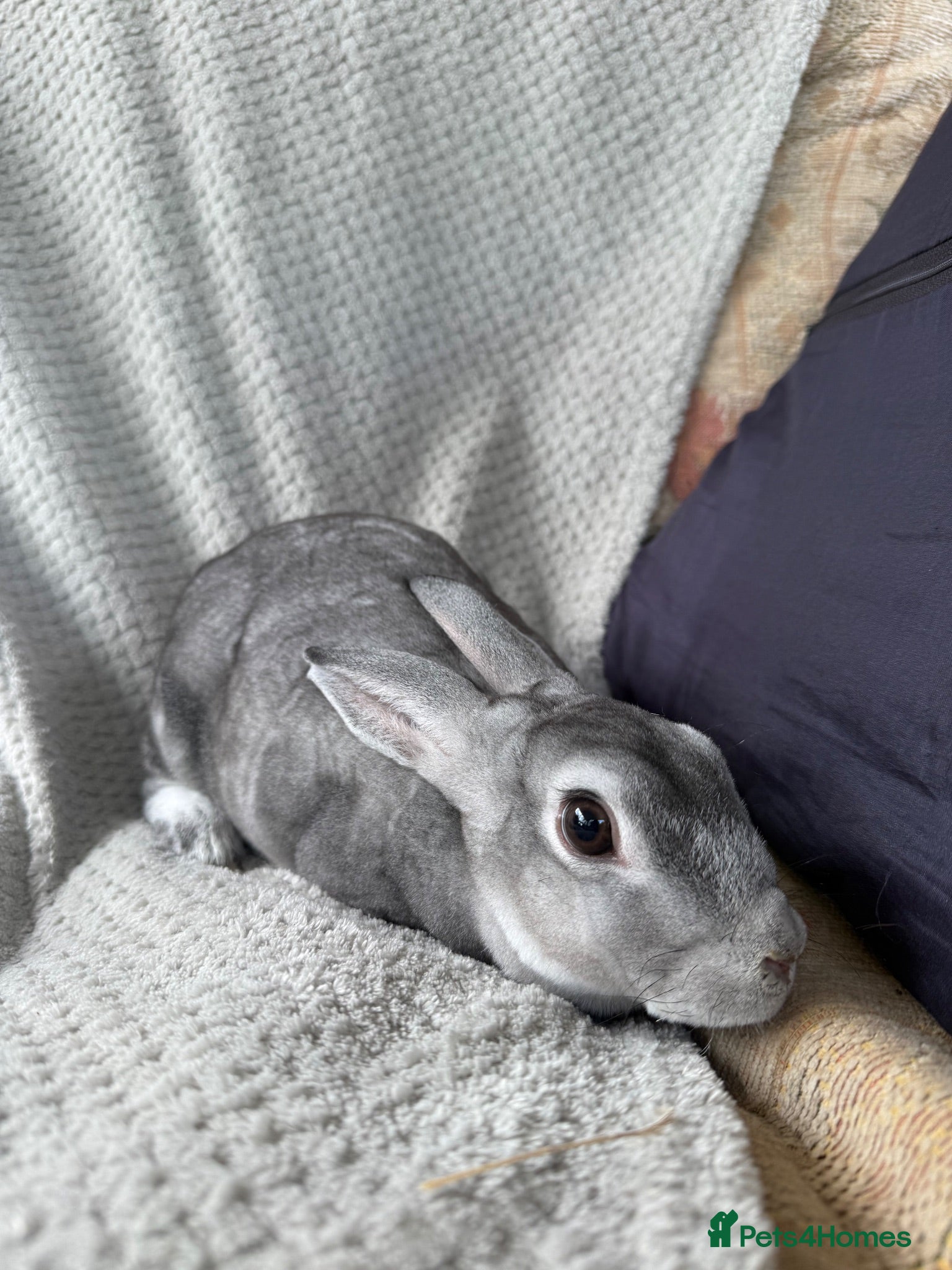 Rex rabbits Mini Rex doe unneutered for home - Advert 1