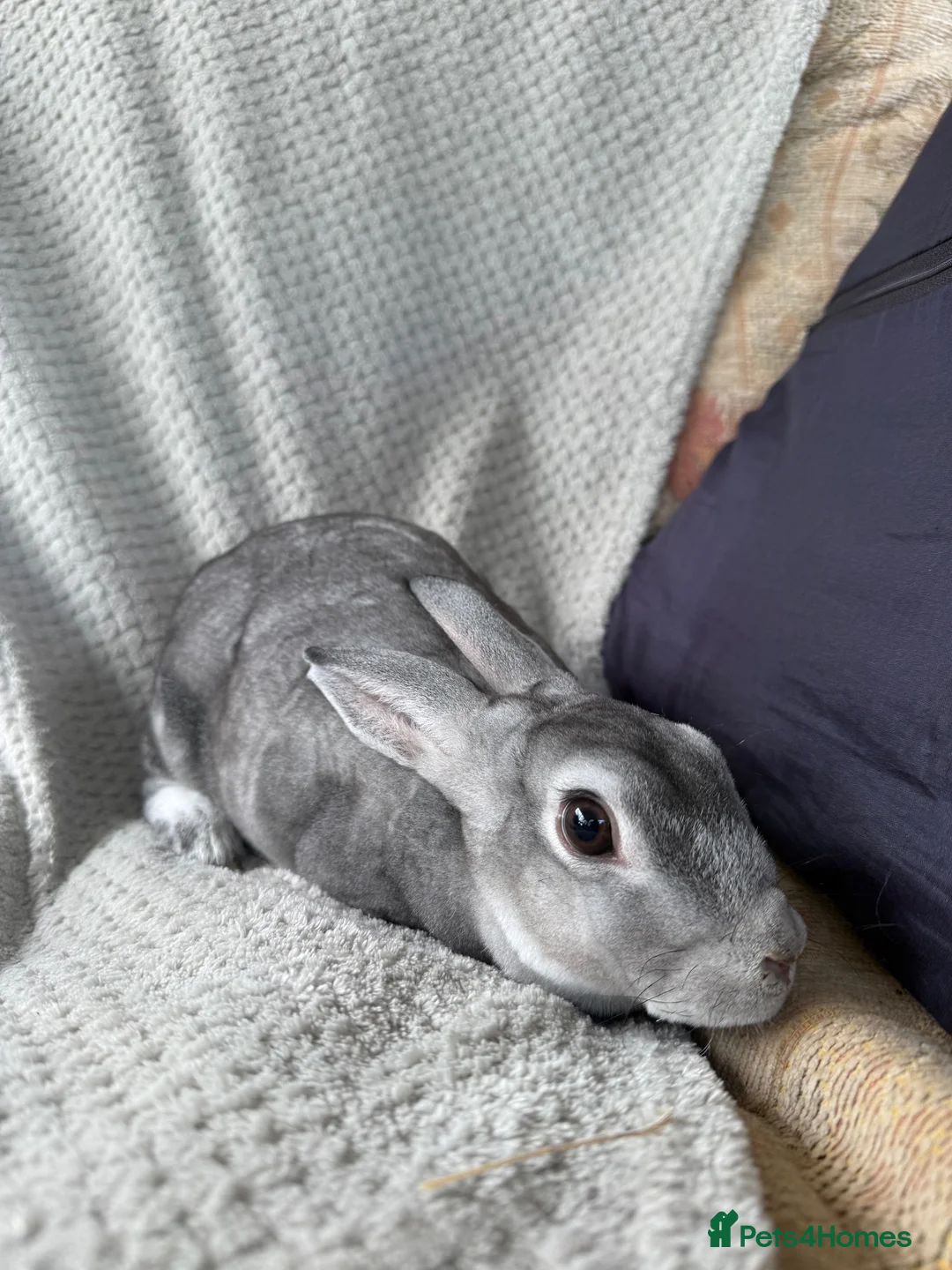 Rex rabbits for sale: Mini Rex doe unneutered for home in Ellesmere - Advert 1