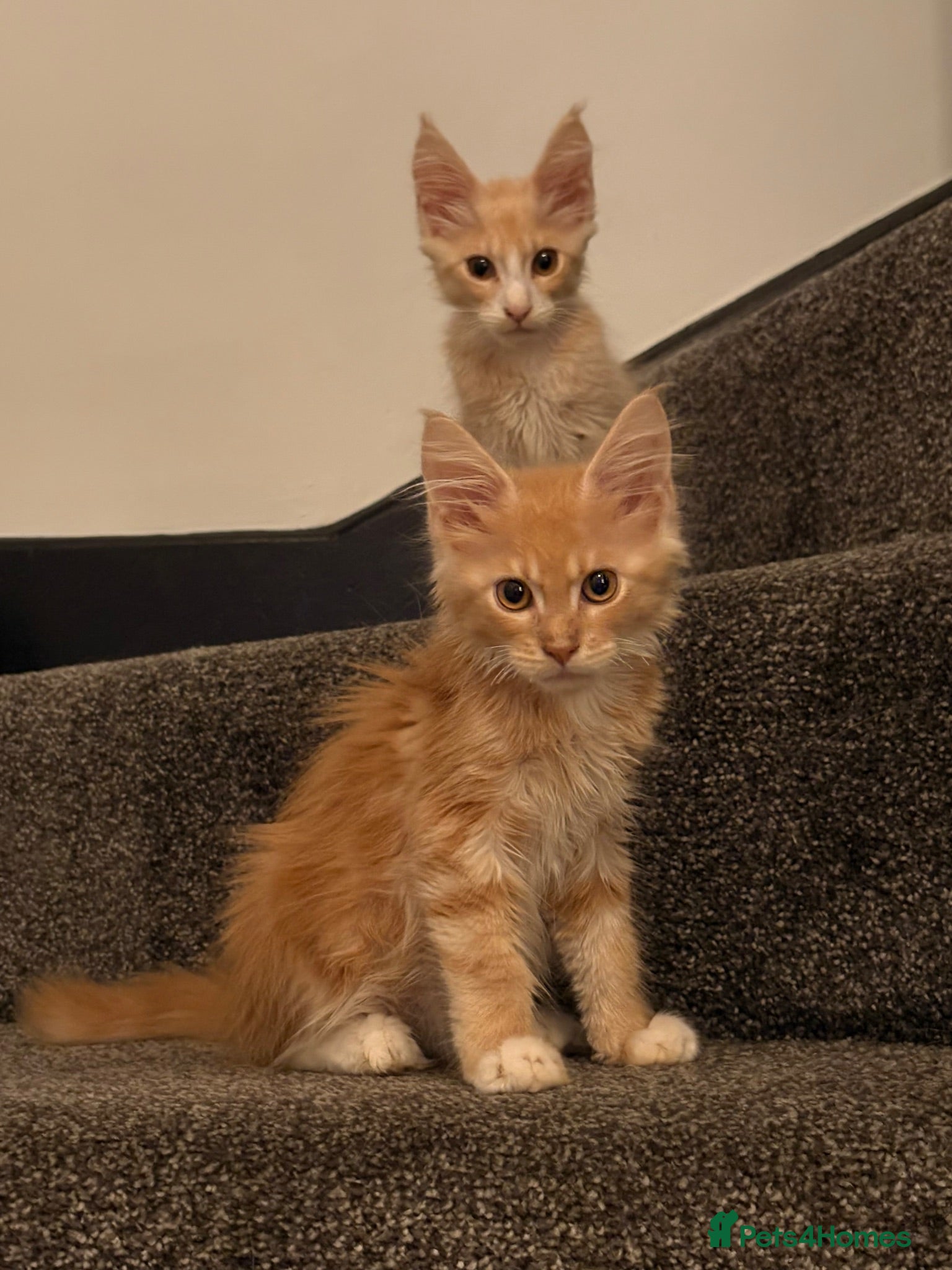 Maine Coon cats 🐾 Tica cream silver tabby Maine coon babies  - Advert 1