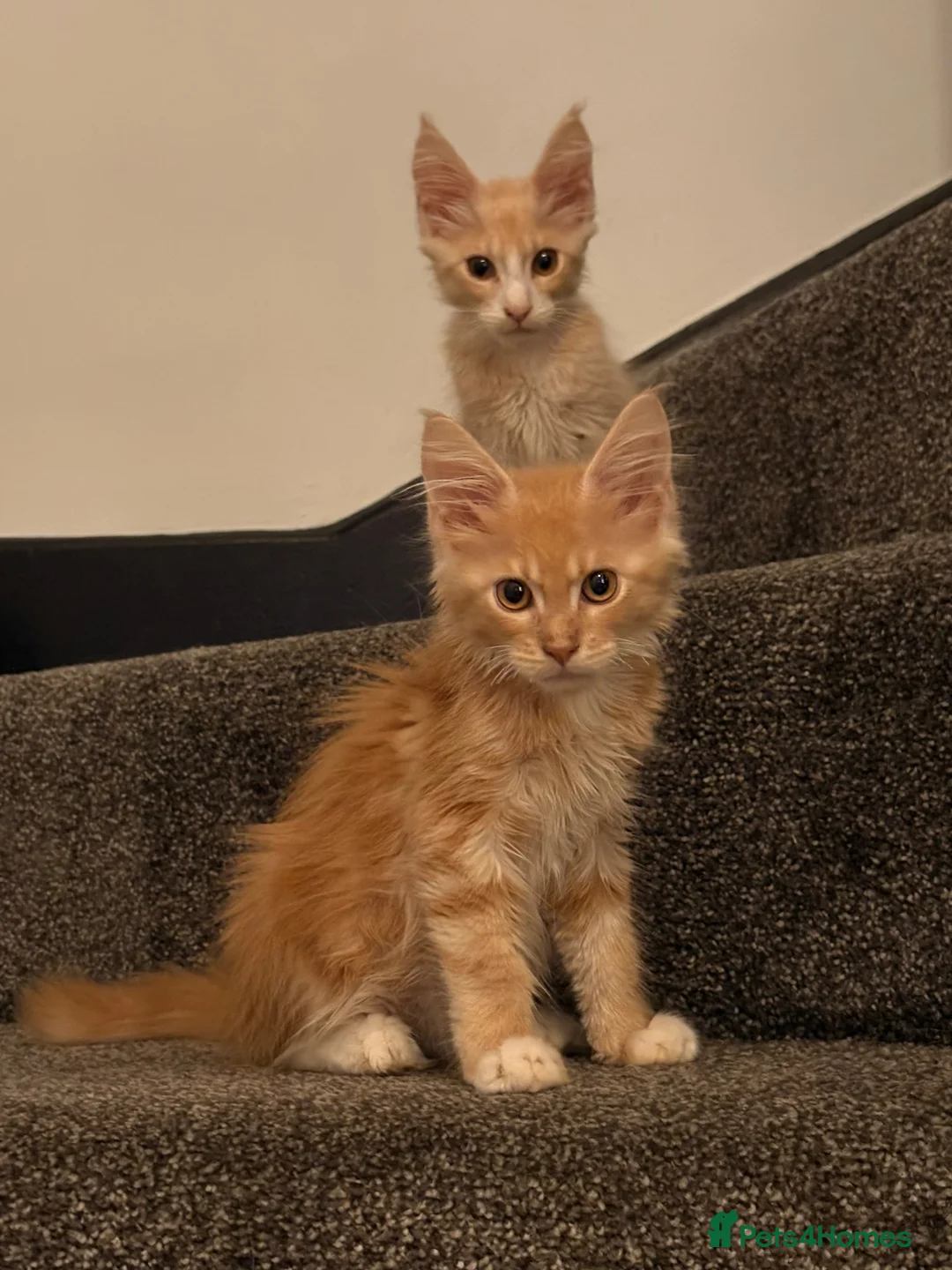 Maine Coon cats for sale: 🐾 Tica registered Maine coon kittens  - Advert 1