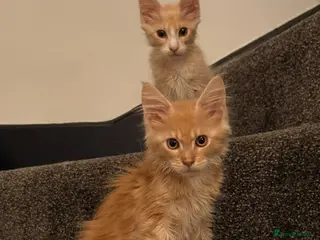 Maine Coon cats 🐾 Tica cream silver tabby Maine coon babies - Advert 1